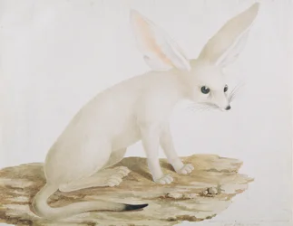 Fennec No. 3